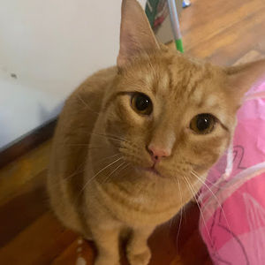 Meet your Posher, Ajax